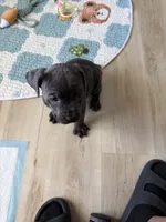 Ashra, a female Cane Corso for sale in Ocala, FL – 1 of 3