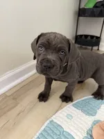 Kenshi, a male Cane Corso for sale in Ocala, FL – 2 of 3