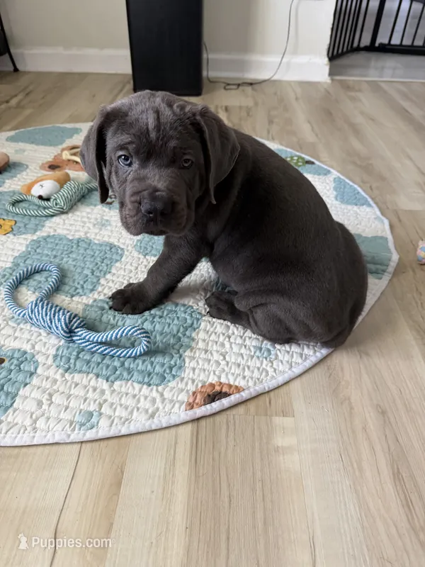 Raiden – Cane Corso puppy for sale in Ocala, FL
