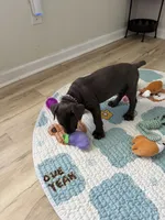 Ashra, a female Cane Corso for sale in Ocala, FL – 2 of 3