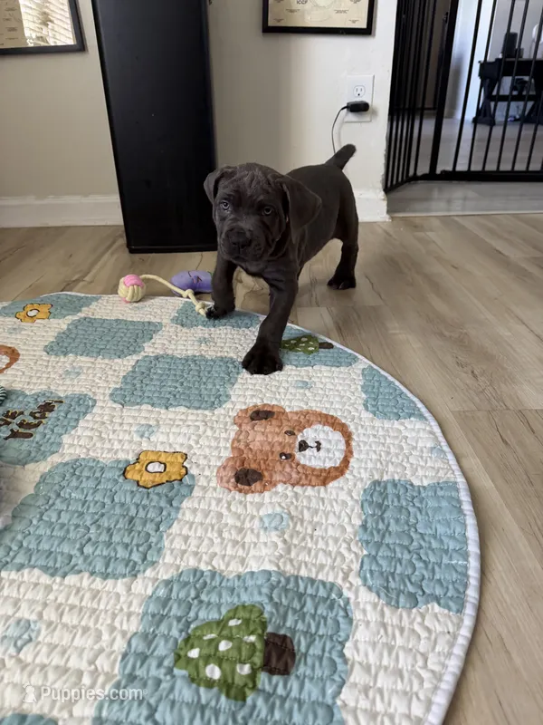 Kenshi – Cane Corso puppy for sale in Ocala, FL