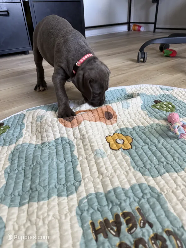 Kitana – Cane Corso puppy for sale in Ocala, FL