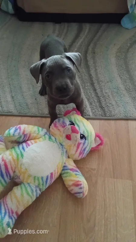 Soliyana – Cane Corso puppy for sale in Ocala, FL