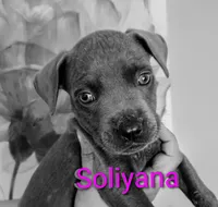 Soliyana, a female Cane Corso for sale in Ocala, FL – 4 of 4