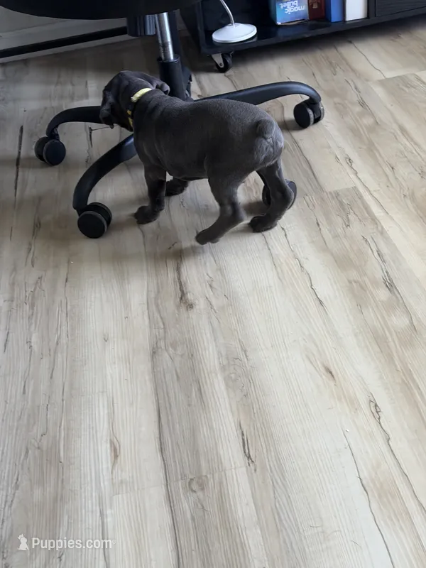 Astra – Cane Corso puppy for sale in Ocala, FL