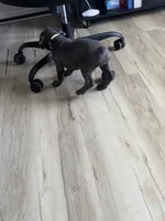 Astra, a female Cane Corso for sale in Ocala, FL – 1 of 2