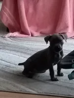 Soliyana, a female Cane Corso for sale in Ocala, FL – 2 of 4