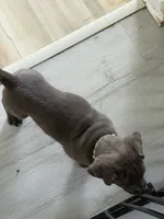 Raijin, a male Cane Corso for sale in Ocala, FL – 2 of 3