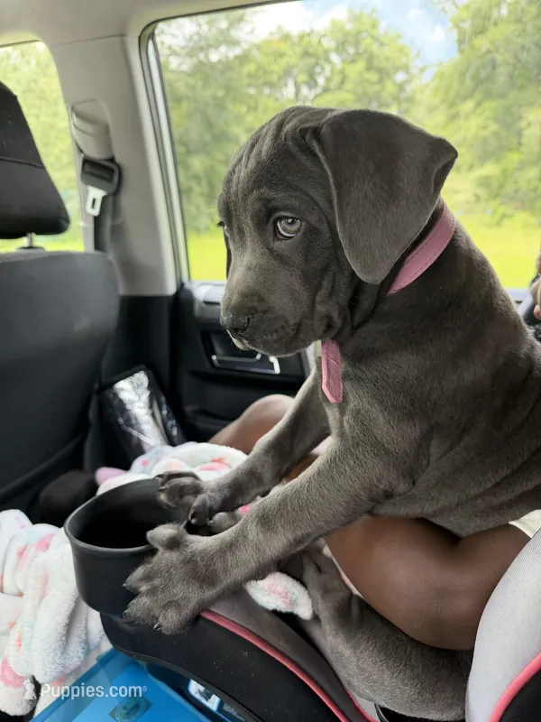 Soliyana – Cane Corso puppy for sale in Ocala, FL