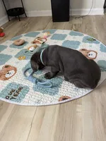 Raiden, a male Cane Corso for sale in Ocala, FL – 2 of 3