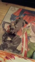 Soliyana, a female Cane Corso for sale in Ocala, FL – 3 of 4