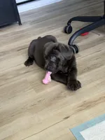 Thanos II, a male Cane Corso for sale in Ocala, FL – 1 of 4