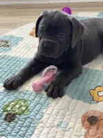 Gaijin, a male Cane Corso for sale in Ocala, FL – 1 of 5