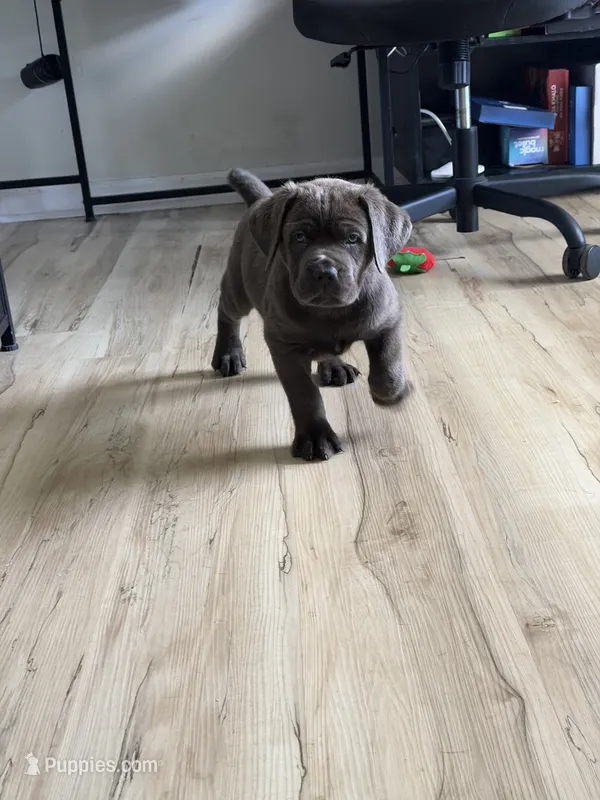 Raijin – Cane Corso puppy for sale in Ocala, FL