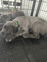 Toki, a male Cane Corso for sale in Ocala, FL – Photo 3 of 5
