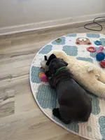 Toki, a male Cane Corso for sale in Ocala, FL – Photo 5 of 5