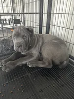 Toki, a male Cane Corso for sale in Ocala, FL – Photo 2 of 5