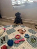 Toki, a male Cane Corso for sale in Ocala, FL – Photo 4 of 5