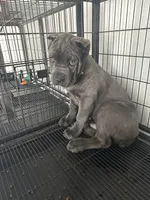 Toki, a male Cane Corso for sale in Ocala, FL – Photo 1 of 5