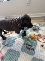 Kitana, a female Cane Corso for sale in Ocala, FL – 2 of 2