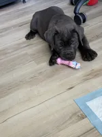 Thanos II, a male Cane Corso for sale in Ocala, FL – 2 of 4