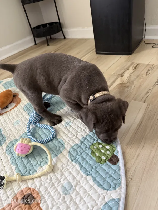 Fujin – Cane Corso puppy for sale in Ocala, FL