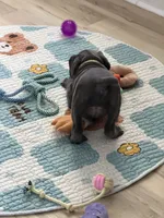 Yashna, a female Cane Corso for sale in Ocala, FL – 2 of 3
