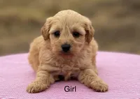 Girls, a female Schnoodle and Poodle - Toy  for sale in El Campo, TX – Photo 1 of 4