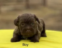 Girls, a female Schnoodle and Poodle - Toy  for sale in El Campo, TX – Photo 4 of 4
