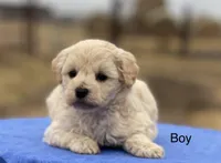 Girls, a female Schnoodle and Poodle - Toy  for sale in El Campo, TX – Photo 3 of 4
