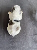 White Heart , a male Schnoodle for sale in El Campo, TX – Photo 2 of 2