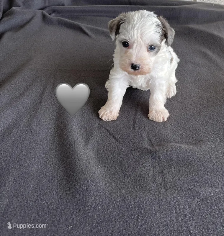 White Heart  – Schnoodle puppy for sale in El Campo, TX