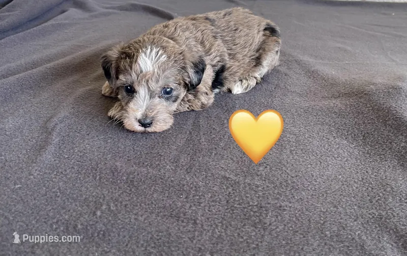 Yellow Heart – Schnoodle puppy for sale in El Campo, TX
