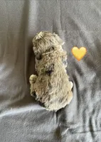 Yellow Heart, a male Schnoodle for sale in El Campo, TX – Photo 2 of 2