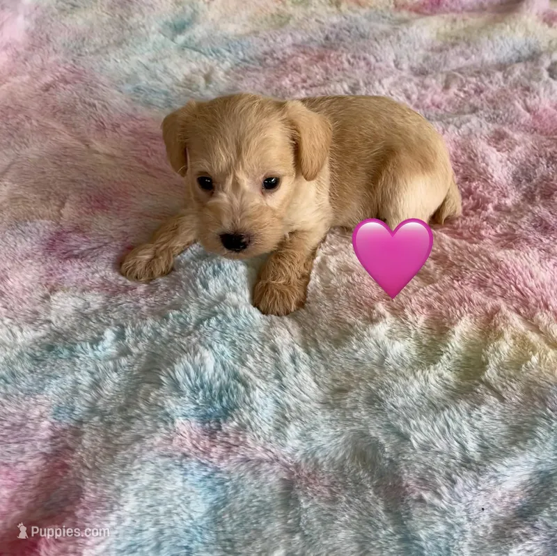 Pink Heart  – Schnoodle puppy for sale in El Campo, TX