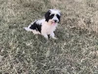 Green reduced weekly, a male Schnoodle and Poodle - Miniature  for sale in El Campo, TX – Photo 2 of 2