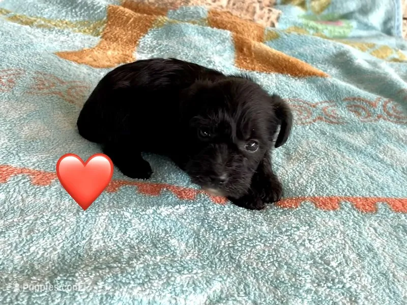 Red Heart  – Schnoodle puppy for sale in El Campo, TX