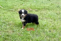 Scout, a male Miniature American Shepherd for sale in El Campo, TX – Photo 2 of 2