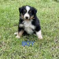 Scout, a male Miniature American Shepherd for sale in El Campo, TX – Photo 1 of 2