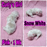 Merle Pug Girl - Pink, a female Pug for sale in Rio, WV – 2 of 3