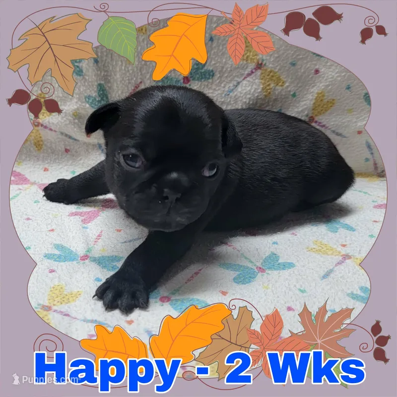 Black Pug Boy - Blue – Pug puppy for sale in Rio, WV