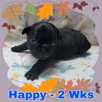 Black Pug Boy - Blue, a male Pug for sale in Rio, WV – 1 of 3