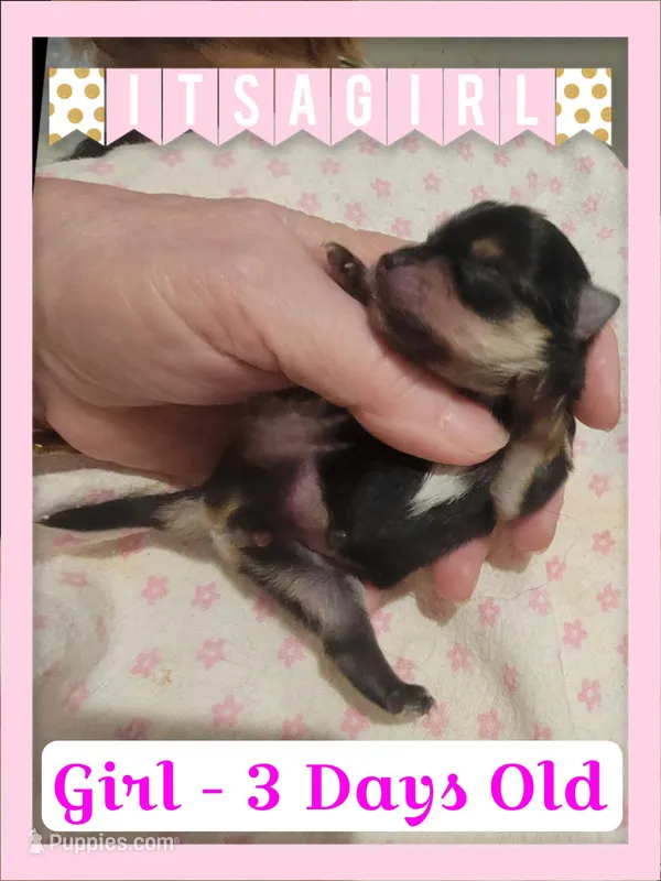 Gracie & Bolt Girl – Pomeranian, Yorkshire Terrier puppy for sale in Rio, WV