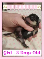 Gracie & Bolt Girl, a female Pomeranian and Yorkshire Terrier for sale in Rio, WV – 1 of 2