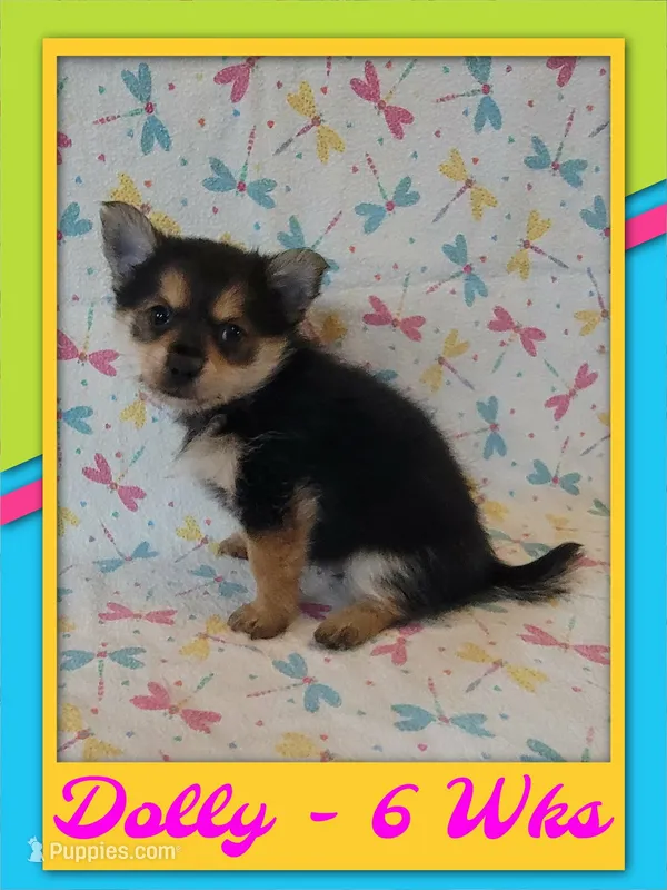 Dolly - Pomshire – Pomeranian, Yorkshire Terrier puppy for sale in Rio, WV