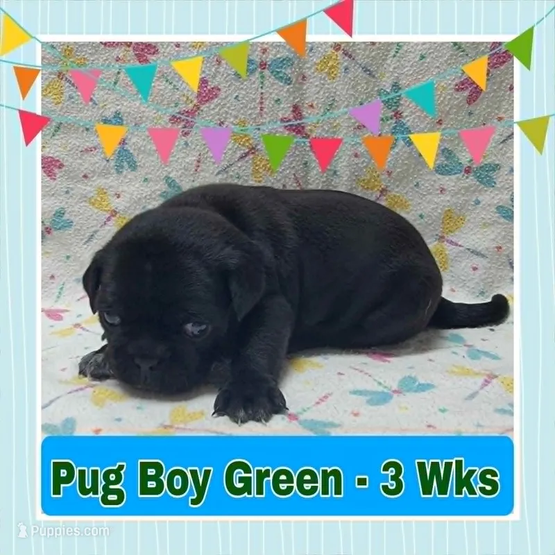 Pug Boy Green – Pug puppy for sale in Rio, WV