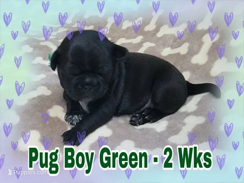 Pug Boy Green – Pug puppy for sale in Rio, WV