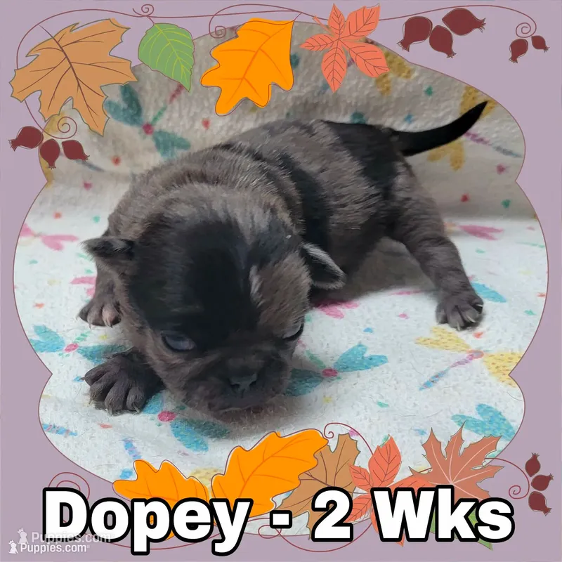 Merle Pug Boy - White – Pug puppy for sale in Rio, WV