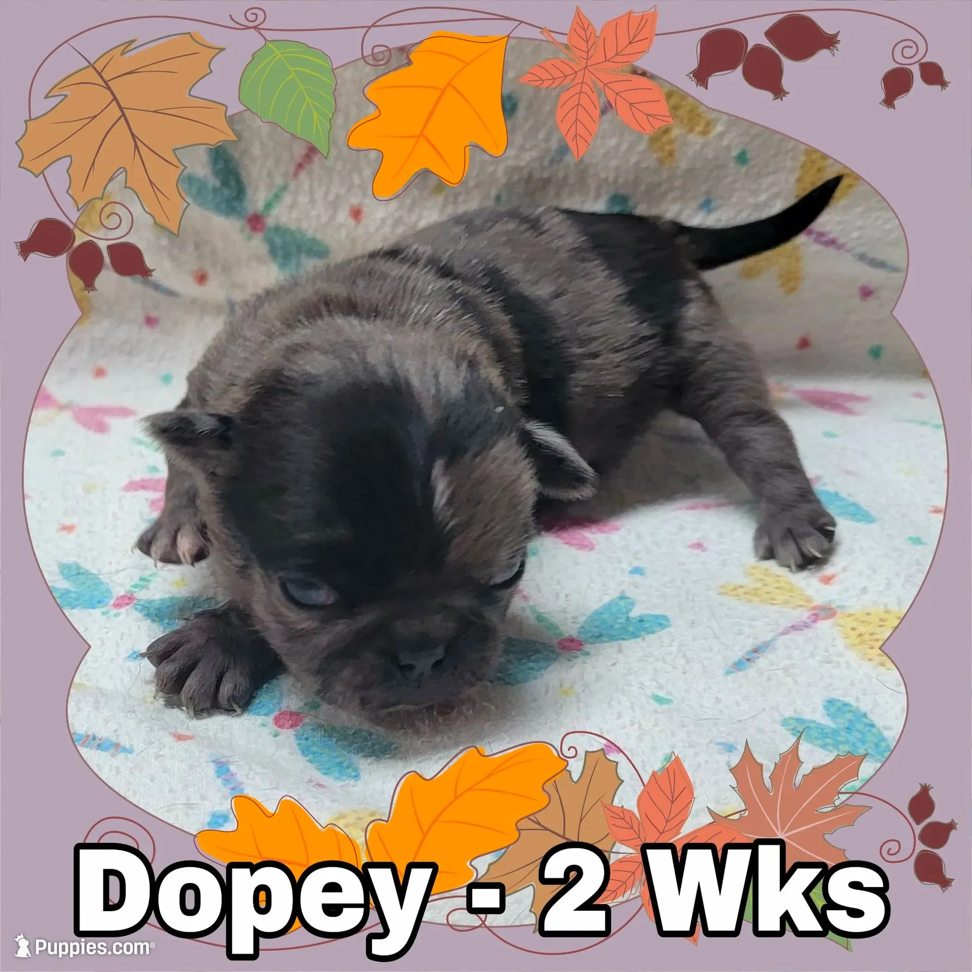 Merle Pug Boy - White, a male Pug for sale in Rio, WV – 1 of 3
