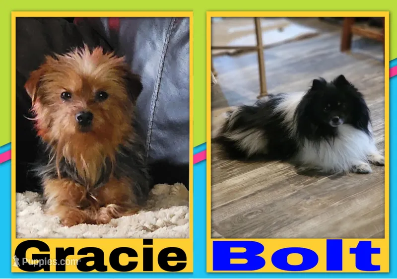 Future Litter – Pomeranian, Yorkshire Terrier puppy for sale in Rio, WV
